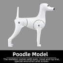 Professional pet grooming fake dog model practice dog standard skeleton model dog pet simulator model